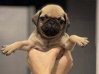 IRK GARANTİLİ PUG YAVRULAR
