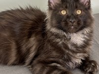 Maine Coon Erkek Ns Black Smoke