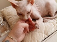 4 AYLIK ERKEK SAFKAN SPHYNX