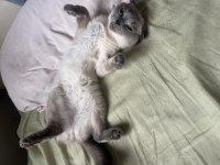 Acil scottish fold ücretsiz sahiplendirme