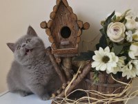 MUNCHKIN CÜCE KEDİMİZ