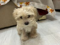 MUHTEŞEM GÜZELLİKTE MALTİPOO YAVRULARIMIZ