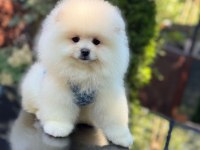 En tatlı Pomeranian Boo