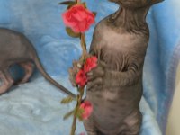 Naked Beauty Sphynx Cattery Kedimiz