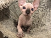 Sphynx Yavru Kedimiz