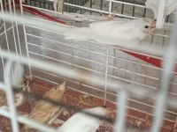 Sahibinden çokta sayıda bengal ispinozu