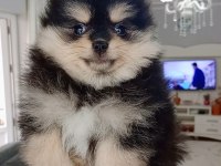 Pomeranian boo 2 aylık köpeğimiz