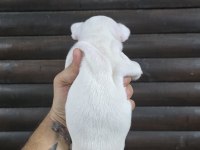 French bulldog klasik