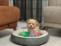 Maltipoo 2.5 aylık