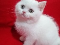 Son kalan dişi oyuncu bebeğim british shorthair