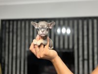 MİCRO BOY EXOTİC LİLACTAN FRENCH BULLDOG ERKEK