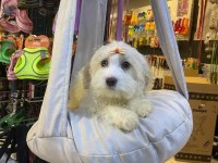 Maltese terrier yavrular