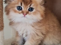 British longhair 50 günlük