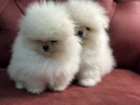 Tea cup pomeranian yavrularımız ziyarete açık