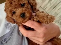Toy poodle kendi yavrularımız uygun verilecek