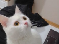 Ankara Kedisi Dişi 1 Yaşında (Yer Kayseri)