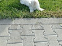 İSTANBUL AVRUPA YAKASINDA MALTESE