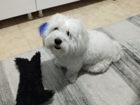 2 yaşında erkek maltese paşamıza eş arıyoruz