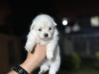 Pomeranian Yavrularımız