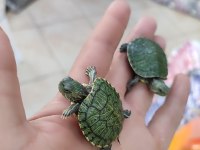Su Kaplumbağası Bebek Kırmızı Yanak