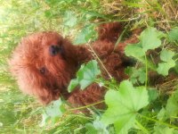 Kore poodle bebekler