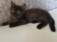 British shorthair dişi