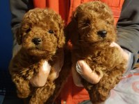 RED BROWN A KALİTE ORJİNAL TOY POODLE YAVRULAR