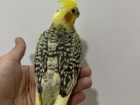 EĞİTİMLİ YAVRU SULTAN PAPAĞANLARI