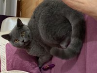 British shorthair kedimiz Yekta yeni ailesini arıyor