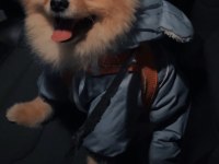 Erkek Pomeranian Boo