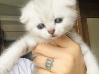 Yavru scottish fold