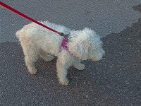 7 aylık aşıları tam cipli dişi maltipoo
