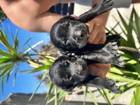 Labrador Yavruları A kalite Tüm İllere Gönderim