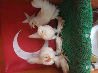 İspenç takım