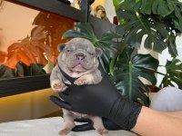 Rengarenk French Bulldog Yavrularım Rezerveye Açık