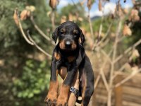 DOBERMAN YAVRULARIMIZ
