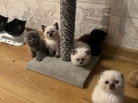 Oyuncu sağlıklı tuvalet eğitimi olan scottish fold yavrular