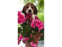 Beagle Bebeklerimiz