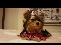 Yorkshire terrier yavrularımız
