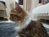 Annem hasta olduğu için kedimizi acil