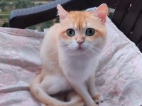 British shorthair ayı surat