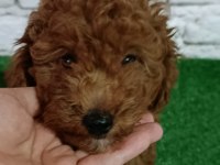 Toy poodle köpeği