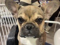 French bulldog köpeği
