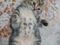 Minik scottish fold kaplanım