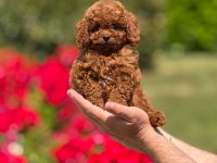 Harika Toy Poodle Yavrularımız