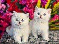 SAFKAN BRİTİSH SHORTHAİR YAVRULAR