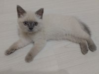 2,5 aylık kedimiz izmir
