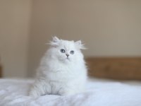 British longhair full şecereli safkan dişi