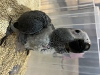 El Besleme 65 Günlük Bebek Kapalı Bilezik Jako