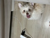 7 aylık maltipoo terrier